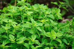 oregano gewuerz