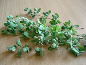 oregano majoran