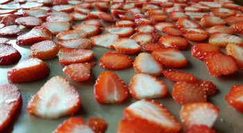 Erdbeeren in Dörrautomat