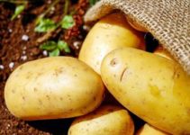 Kartoffeln richtig lagern: 10 Tipps für lange Haltbarkeit