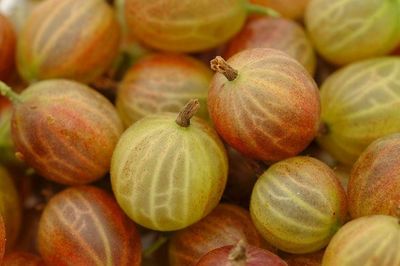 Stachelbeeren einfrieren (1)