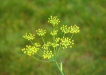 Fenchel einfrieren: So geht’s richtig