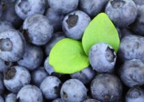 Heidelbeeren einfrieren