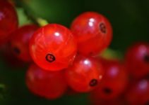 Johannisbeeren einfrieren