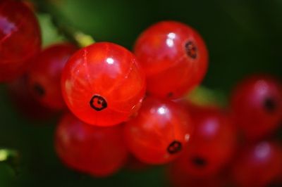 Johannisbeeren einfrieren