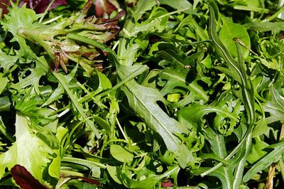 Rucola nach dem Auftauen