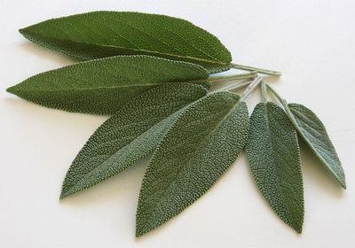 Salbei einfrieren