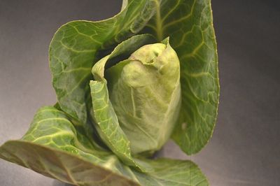 Spitzkohl nach dem Auftauen (1)
