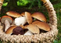 Waldpilze einfrieren: Anleitung um frische Pilze tiefzukühlen