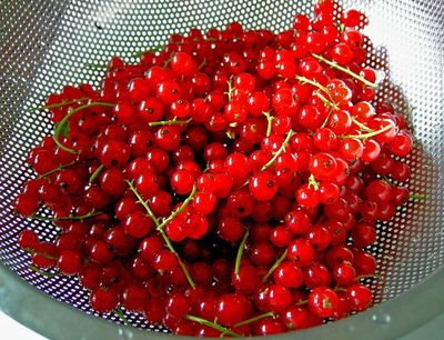 Zubereitung von Johannisbeeren nach dem Auftauen