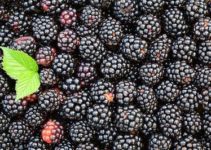 Brombeeren einfrieren & haltbar machen