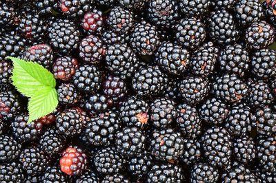 Brombeeren einfrieren