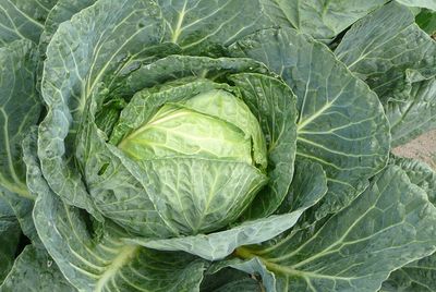 Gruenkohl einfrieren
