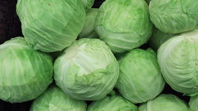 Gruenkohl nach dem Auftauen (1)