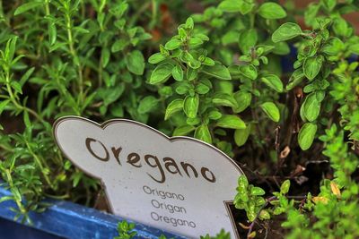 Oregano einfrieren