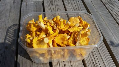 Pfifferlinge einfrieren