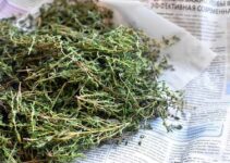 Thymian trocknen: Anleitung für Backofen und an der Luft