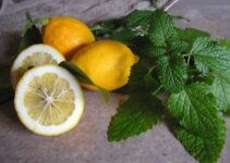 Zitronenmelisse trocknen: Anleitung für Backofen und an der Luft