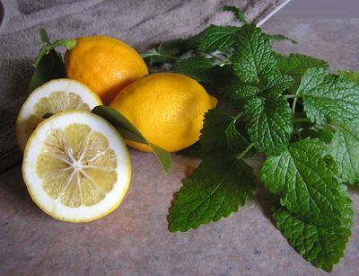 Zitronenmelisse trocknen (1)