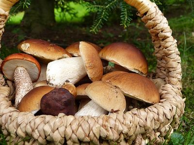 getrocknete Steinpilze