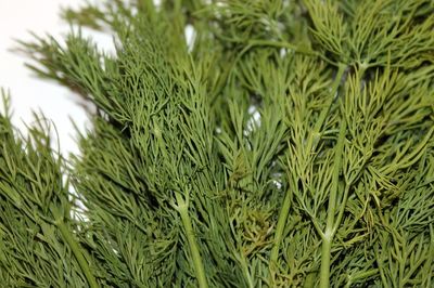 Dill trocknen