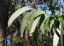 Eukalyptus trocknen: Anleitung für Backofen und an der Luft