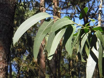 Eukalyptus trocknen