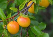 Mirabellen einkochen: Anleitung, Rezept & wichtige Tipps