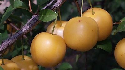 Mirabellen einkochen ohne Zucker (1)