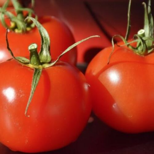 tomaten einkochen