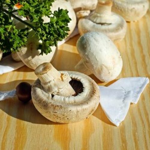 Pilze einkochen