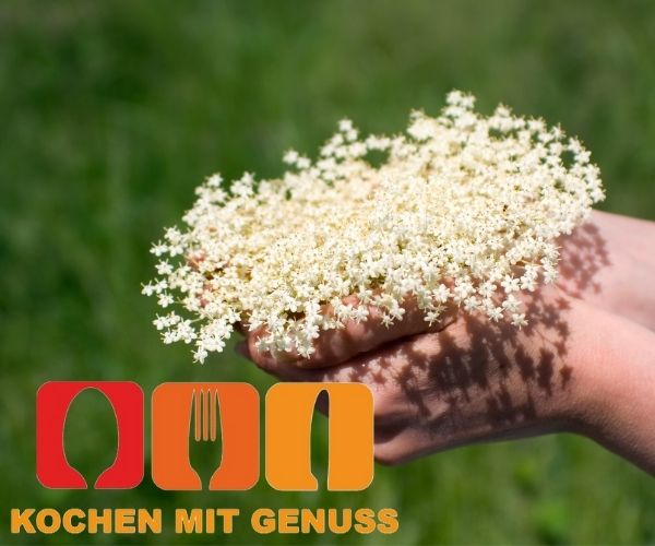 Holunderblueten einfrieren