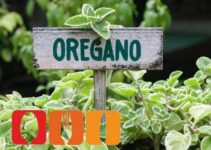 Oregano einfrieren