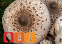 Parasol einfrieren & auftauen