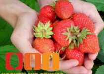 Erdbeere – Obst oder Gemüse?