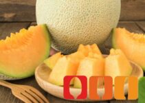 Melone – Obst oder Gemüse?