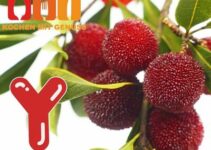 Obst mit Y als Anfangsbuchstabe