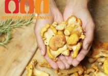 Pfifferlinge roh essen, gesund oder gefährlich?