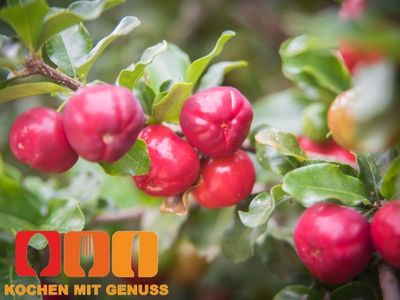Was fuer eine Frucht ist Acerola genau