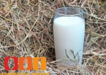 Was ist Heumilch?