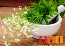Was ist Waldmeister?