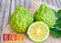 Wie schmeckt Bergamotte?