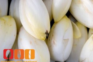 Wie schmeckt Chicoree?