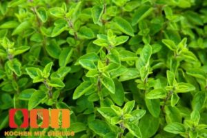 Wie schmeckt Majoran?