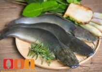 Wie schmeckt Wels?