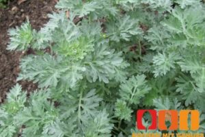 Wie schmeckt Wermut?